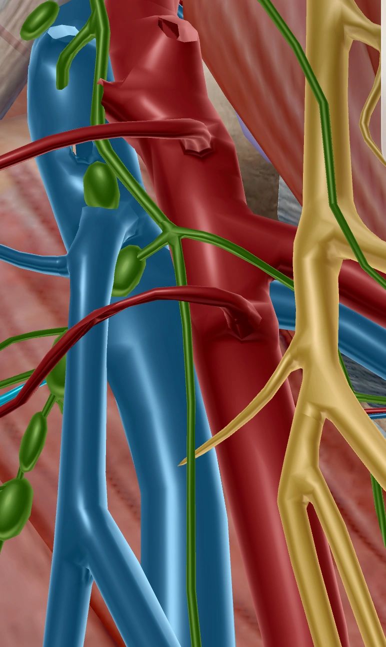 Variations in GSV anatomy