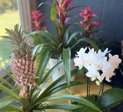 Indoor plants including a pineapple plant and white orchids near a window.