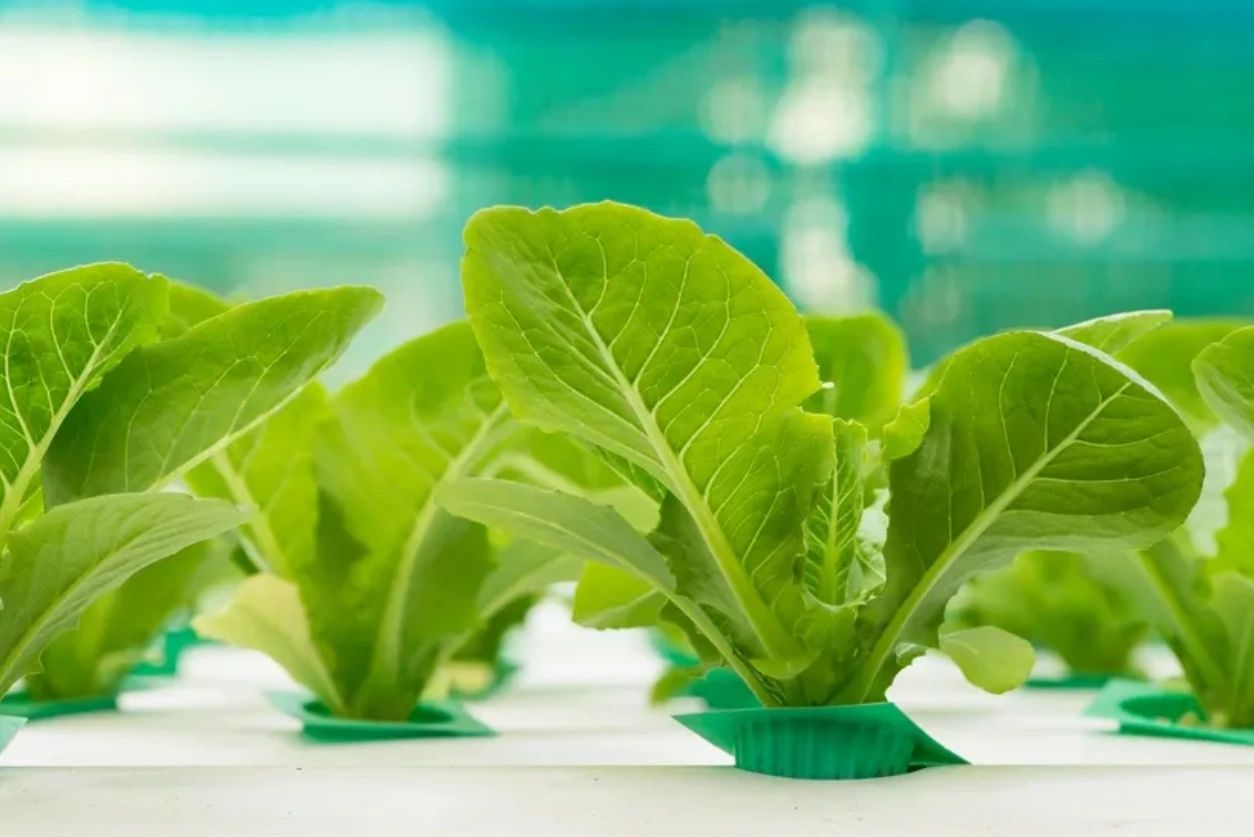 Foothills Farm Fresh Local Produce year round