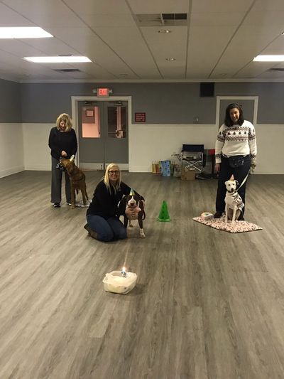 Group session of dog training