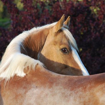 palomino pinto National Show horse