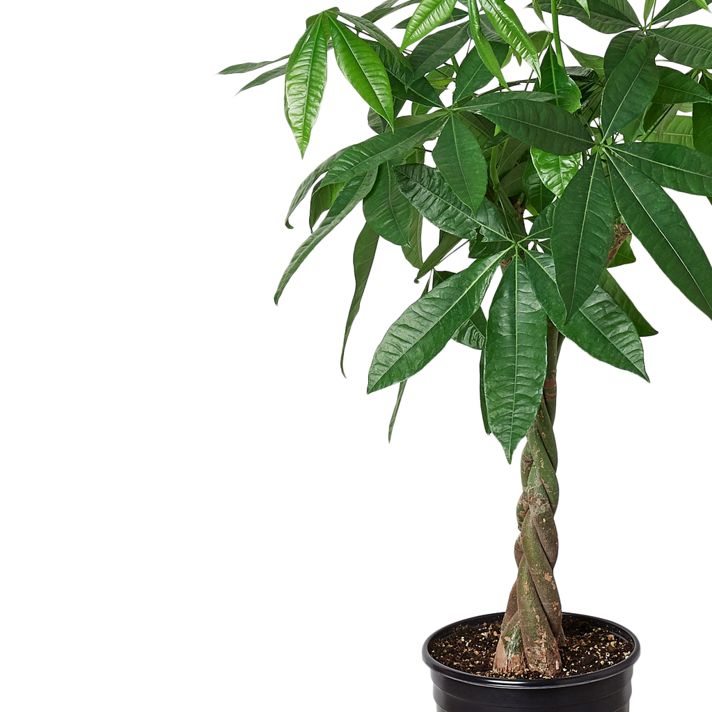 Common Name: 
Guiana Chestnut, Money Tree