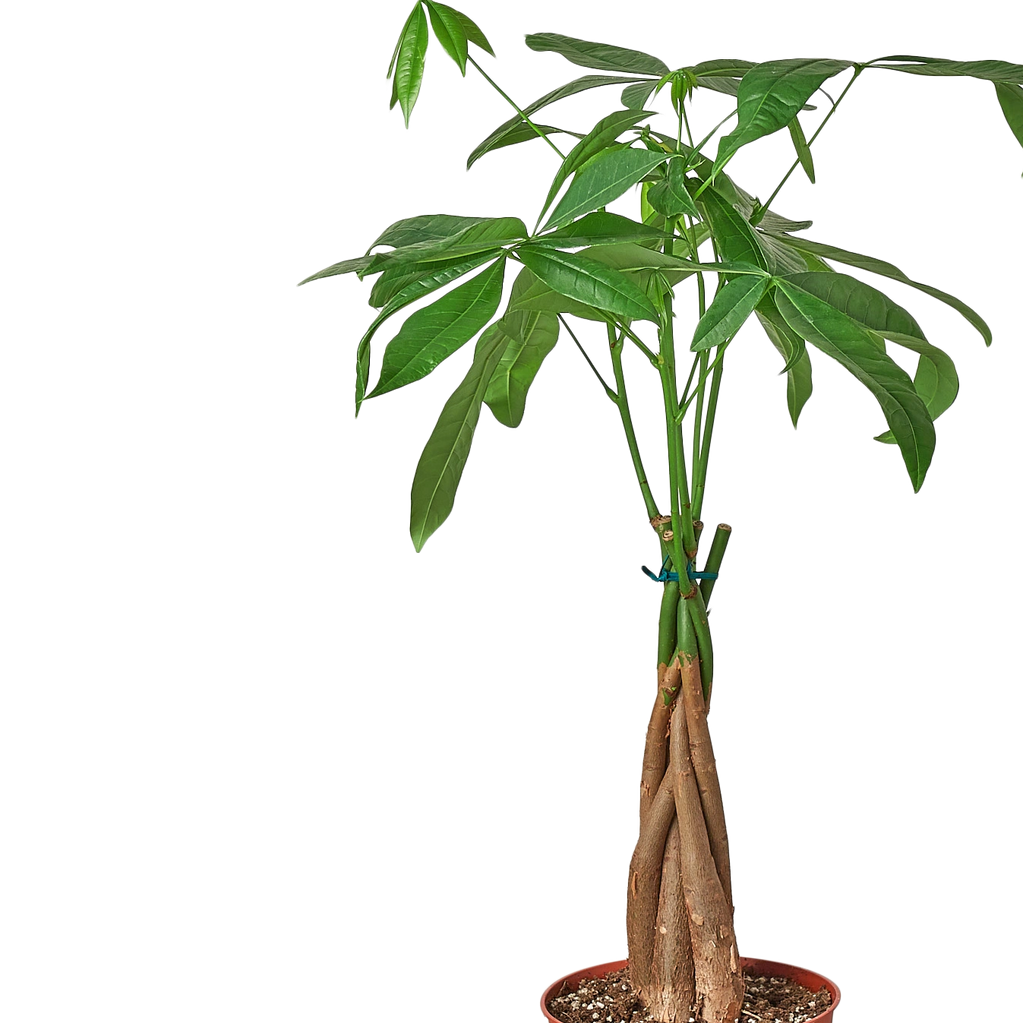The Money Tree is a braided tree that can grow up to 6-8 feet indoors or be trained as a bonsai.