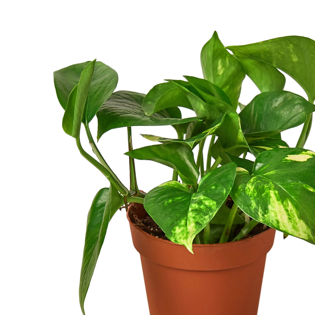 The golden pothos is a vine with heart-shaped leaves that can grow up to 30" in length