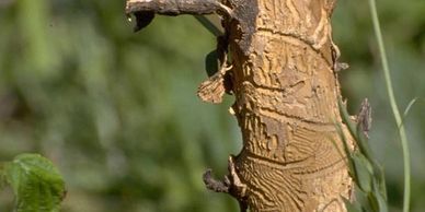 High Country Tree Service Llc In Grand Junction Colorado High Country Tree Service Llc