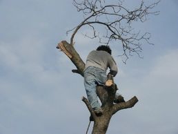 High_Country_Tree_Service_Grand_Junction_Tree_Trimming