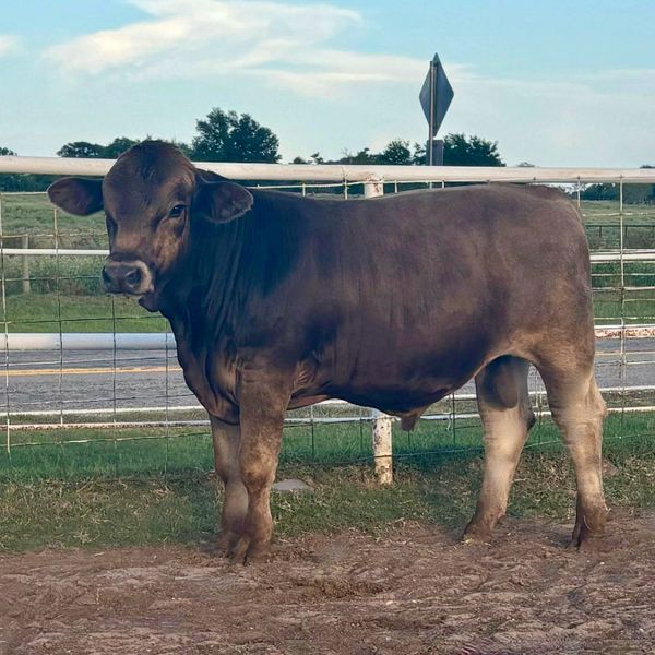 A brown cow standing near a metal fence in a rural area.