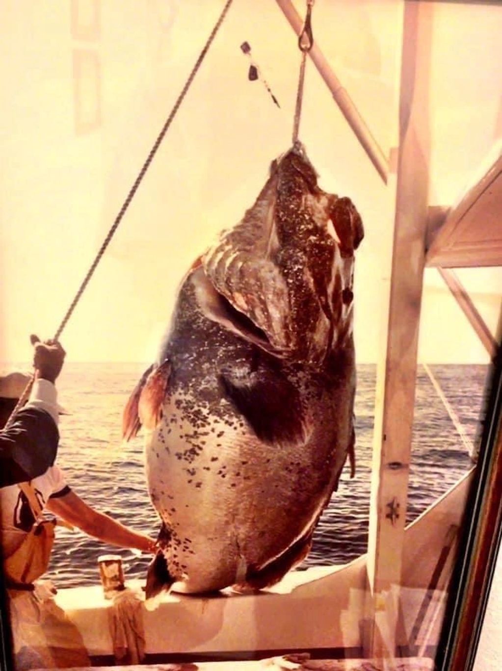 World Record Warsaw Grouper Coming In The Boat