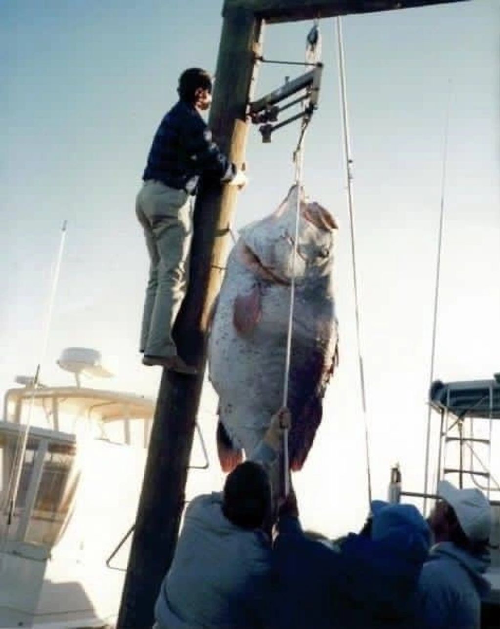 Hanging up World Record Warsaw Grouper