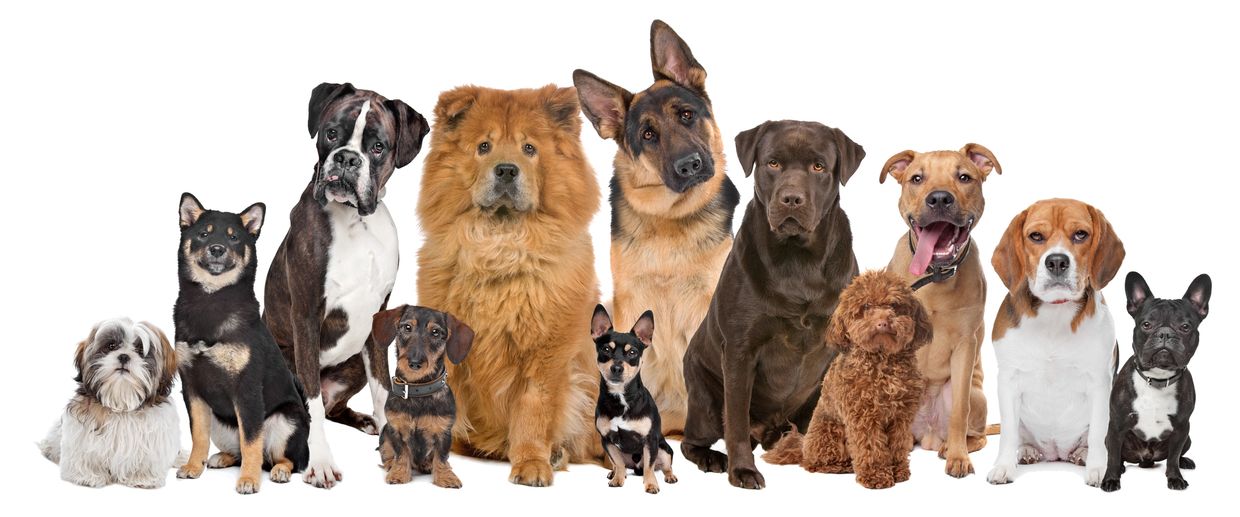 Group of large and small dogs