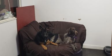 German Shepherd Dog and German SHort hair Pointer laying in big chair.