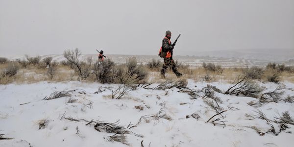 pheasant hunting in snow
