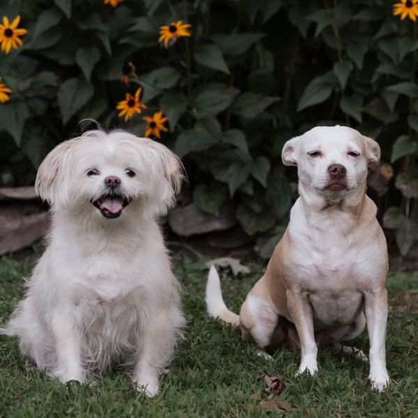 Two dogs sitting on grass with flowers in the background.
