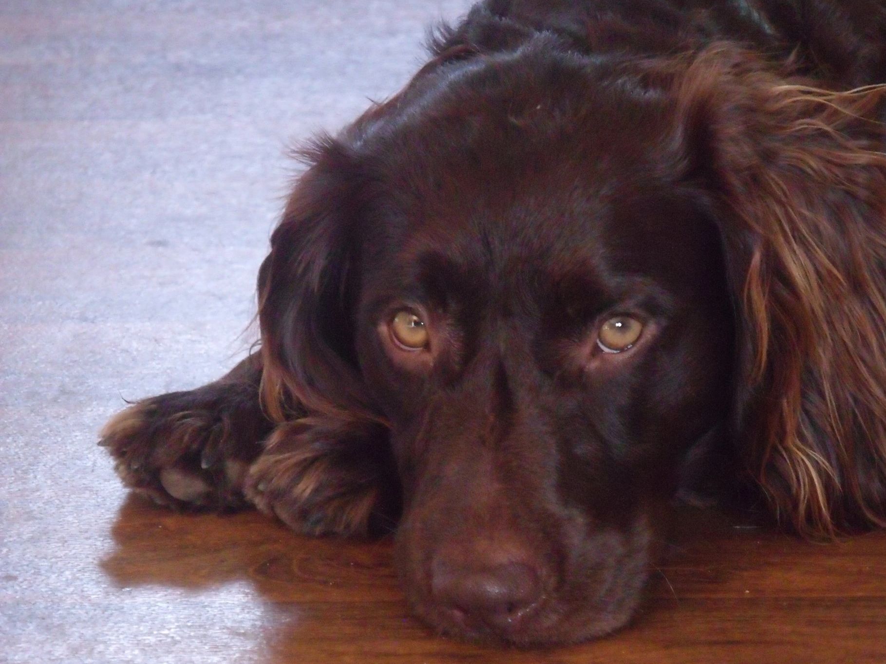 Boykins Spaniel Eyes