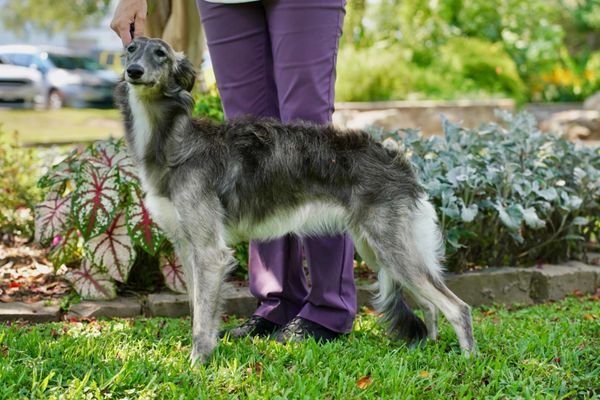 A slender, long-haired dog stands on grass beside a person wearing purple pants.