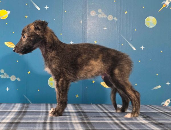A brindle puppy standing sideways against a space-themed backdrop.