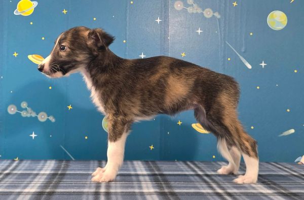 A young dog standing sideways against a space-themed background.