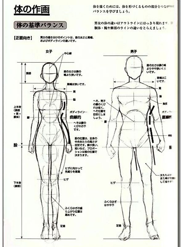 男女の体のバランスとラインの違いを示す解剖学的図。