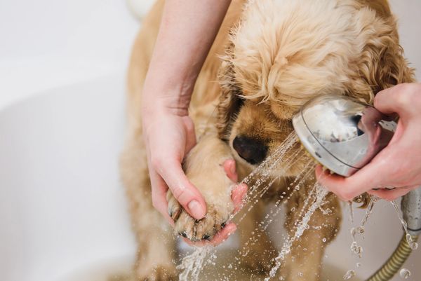 Packington Poodle Parlour
