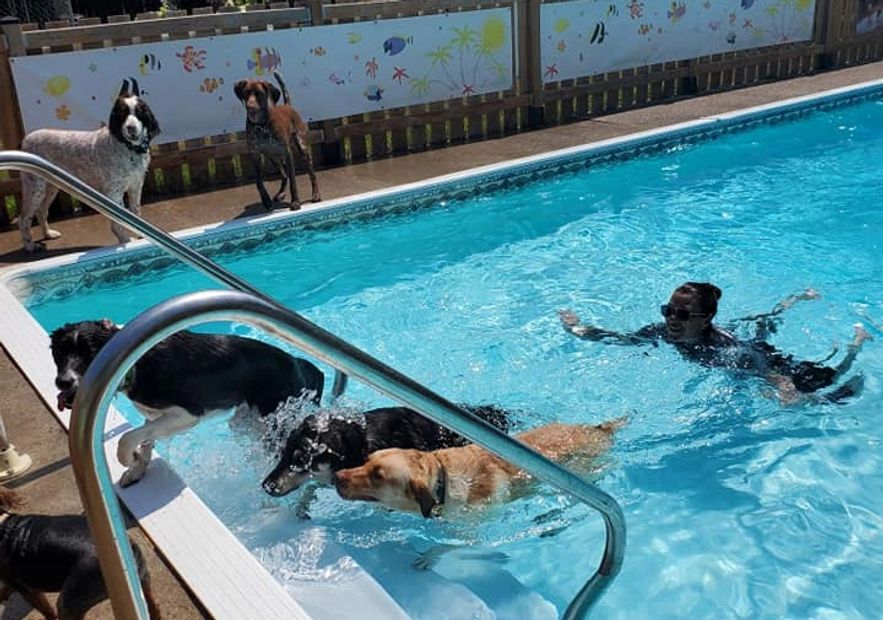 Pet Sitting Chris's Dog Hotel No Cages Luxury Pet Resort