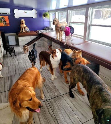 Chris's dog hotel no sales cages luxury pet resort