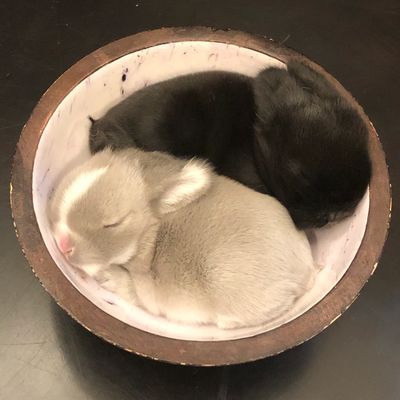 Blue Chinchilla and Black Holland Lop bunnies