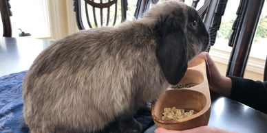 Siamese Sable Holland Lop bunny, Dwarf bunnies, bunnies for sale, holland lops 