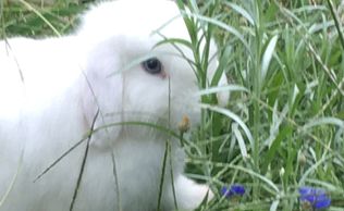 Dwarf bunnies, bunnies for sale, holland lops 