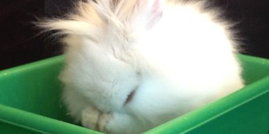 Blue eyed white Lionhead, Dwarf bunnies, bunnies for sale, holland lops 