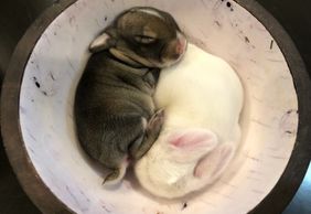 Chestnut VM and Blue Eyed White Holland Lop bunnies, Dwarf bunnies, bunnies for sale, holland lops 