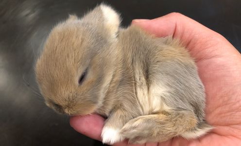 Blue Tort  Holland Lop, Dwarf bunnies, bunnies for sale, holland lops 