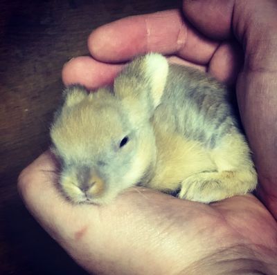 Chestnut Lionhead Bunny 