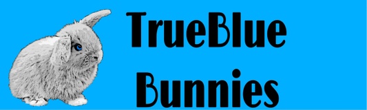 Holland Lops for Sale - TrueBlue Bunnies