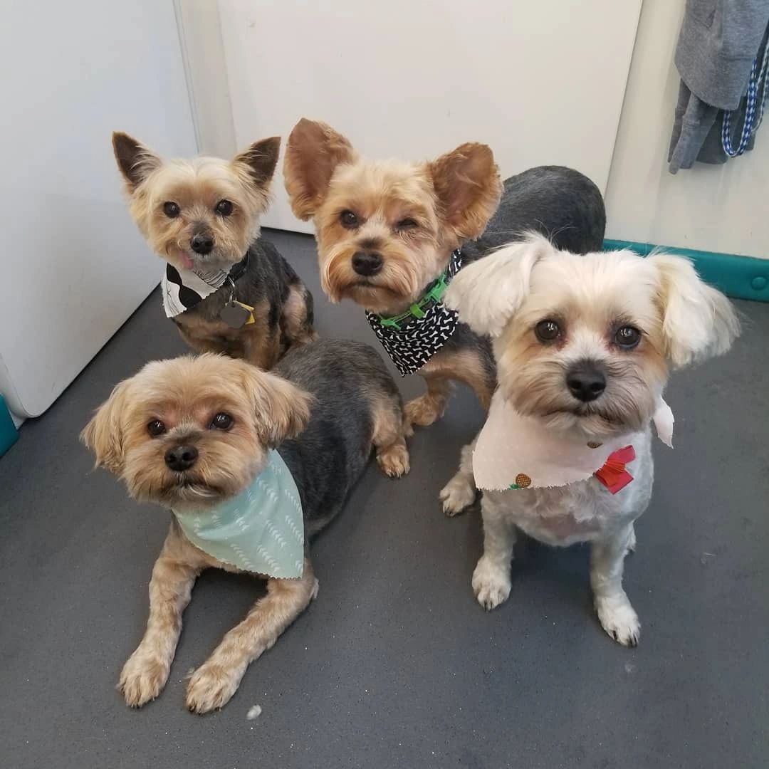 Mobile Pet Grooming Omaha - Clip N Go Mobile Pet Grooming Dog Grooming Omaha Ne / We are a self