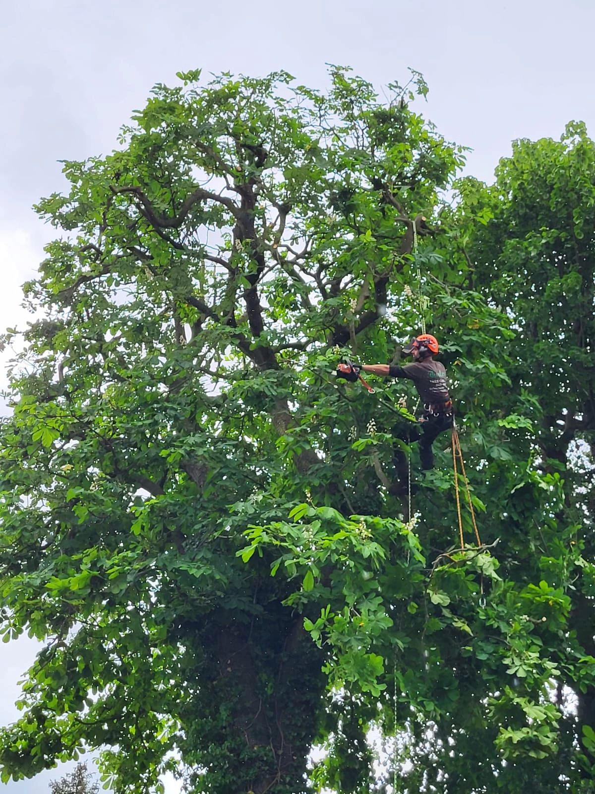 Horse chestnut crown reduction in staines