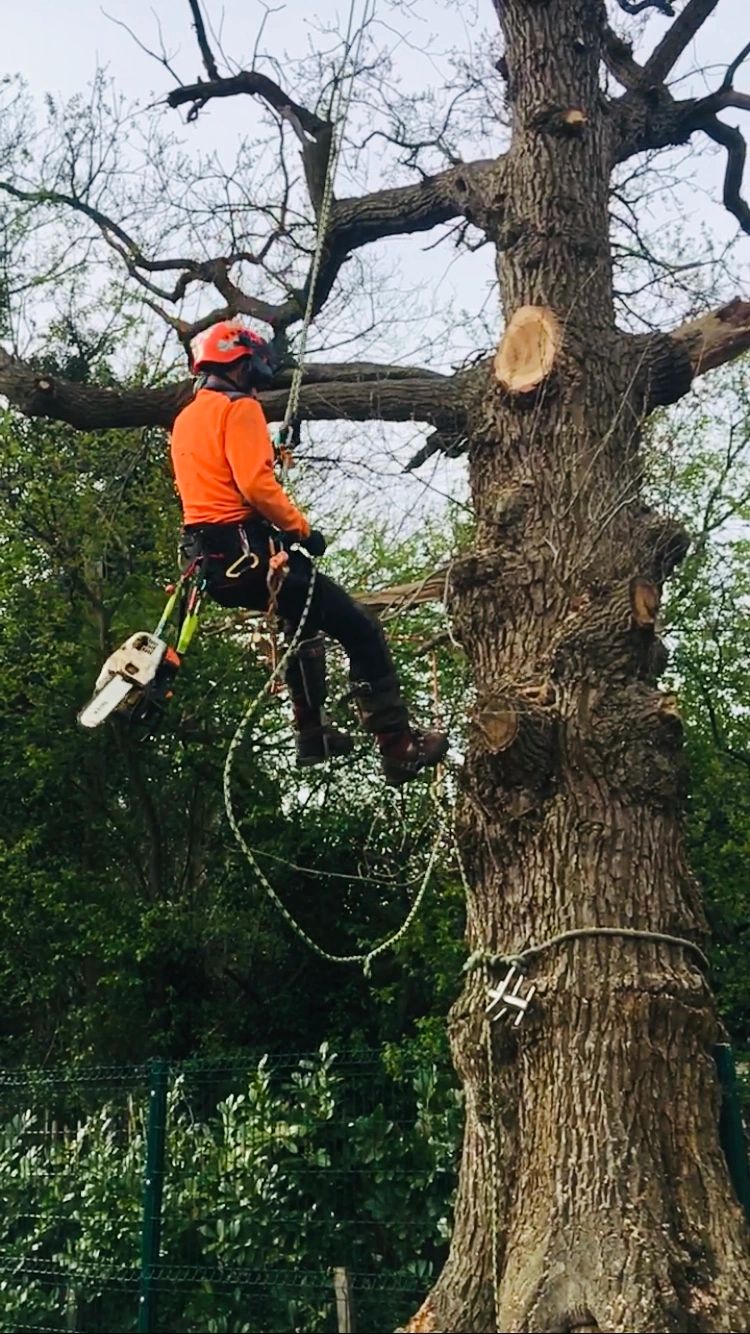 How much does it cost to cut a tree down