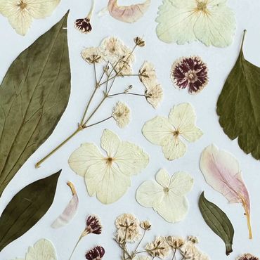 Pressed flowers and leaves arranged on a white surface.