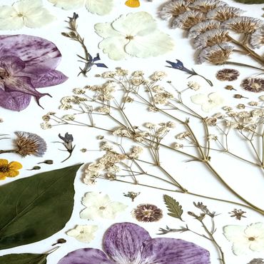 Dried and pressed flowers and leaves arranged on a flat surface.