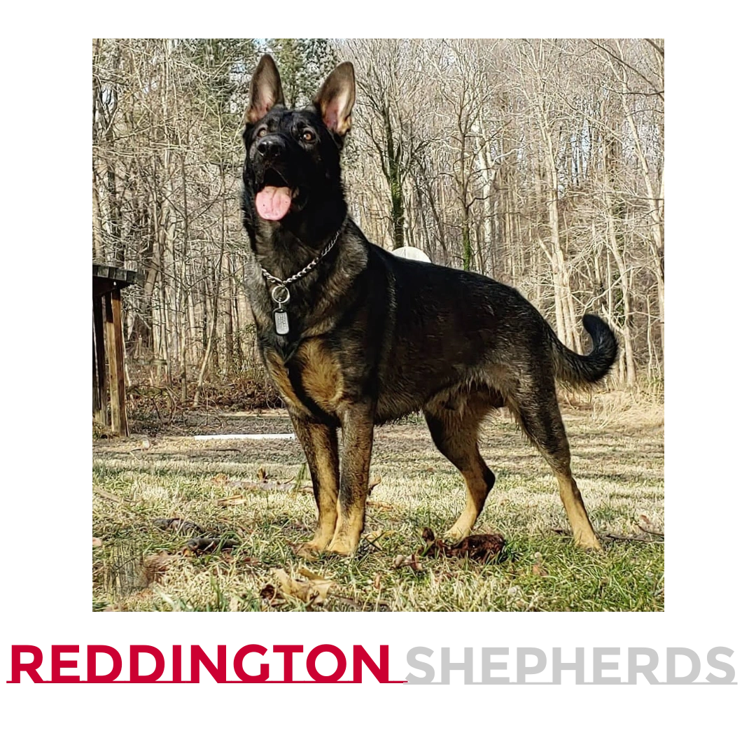 Reddington Shepherds