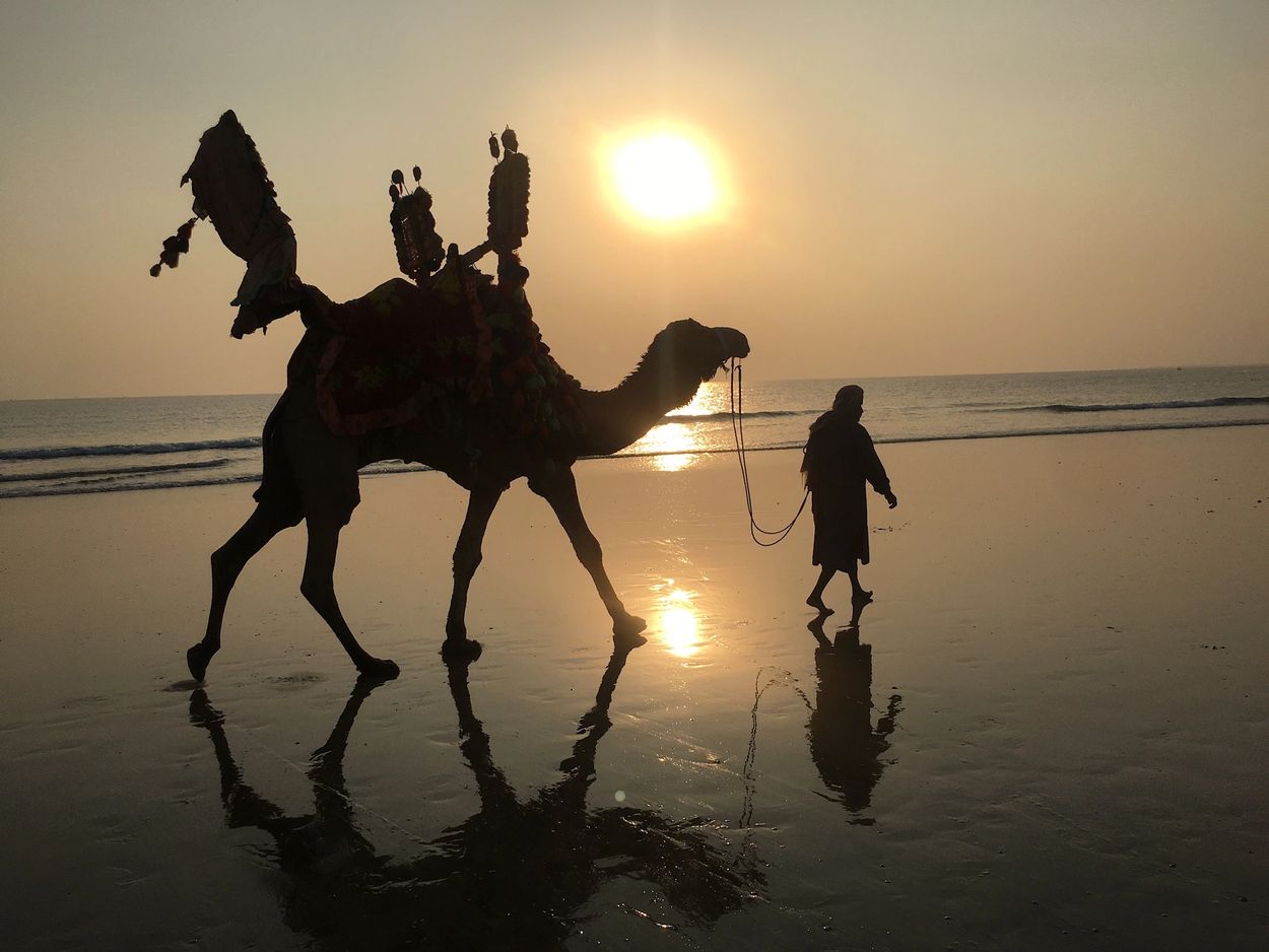 A Karachi local man and his camel against a Hawks Bay Beach sunset.