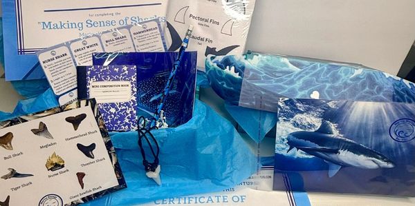 An open Jr. Marine Biologist Adventure Kit showing real shark teeth, lesson cards and a certificate 