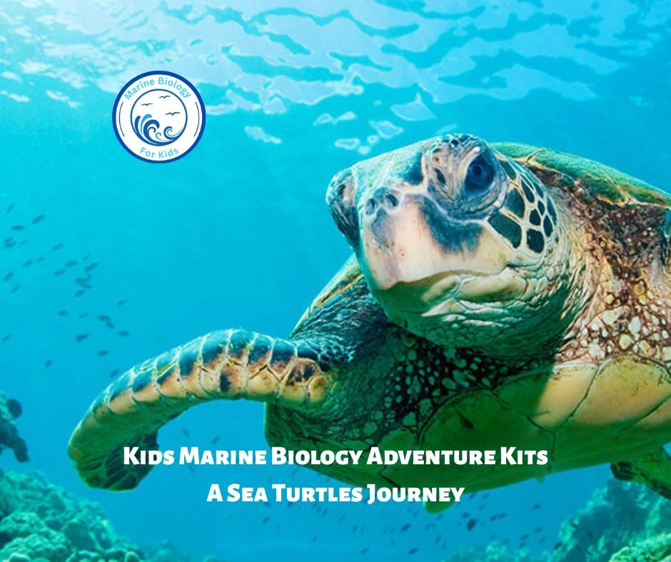 A sea turtle swimming underwater with kids marine biology logo.