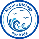 EXPLORE  THE  UNDER WATER WORLD