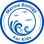 EXPLORE  THE  UNDER WATER WORLD