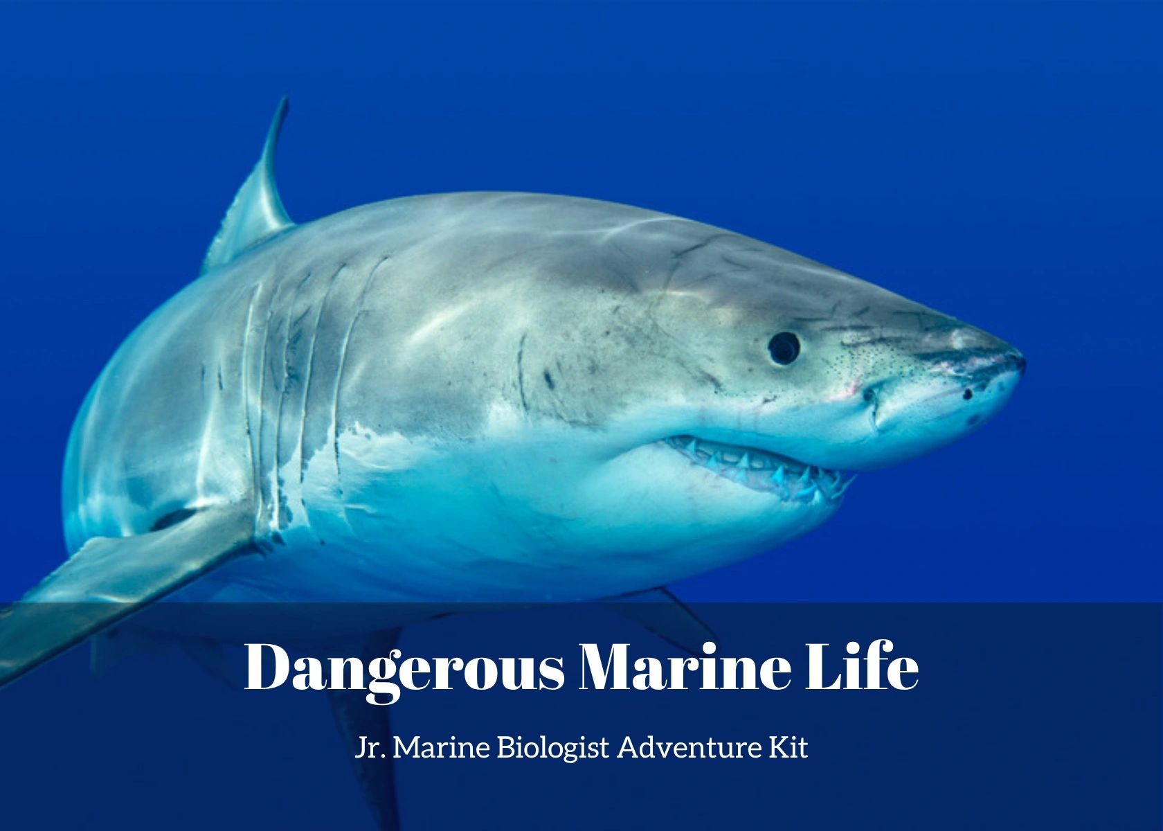 Dangerous Marine Life - Jr. Marine Biologist Adventure Kit, a dangerous sea creatures science kit fo