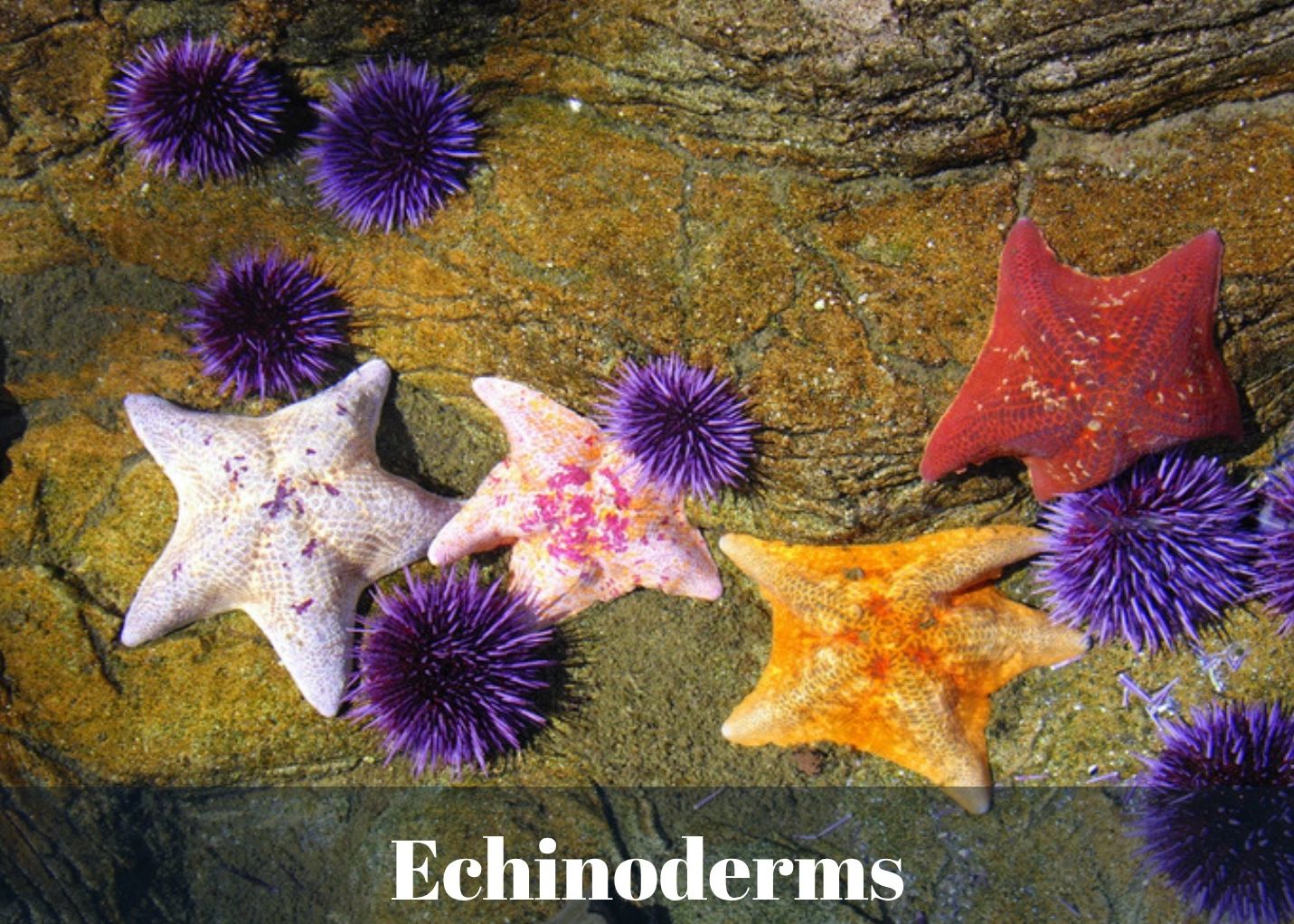 Echinoderms - Jr. Marine Biologist Adventure Kit, a sea star and urchin science kit for kids ages 4-