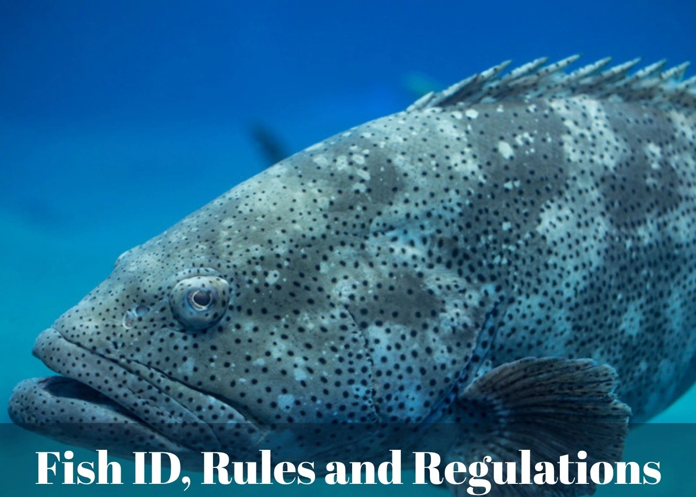 Fish ID, Rules and Regulations - Jr. Marine Biologist Adventure Kit, a fish identification science k