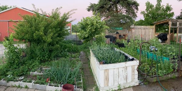 An edible landscaped food garden designed using permaculture principles.
