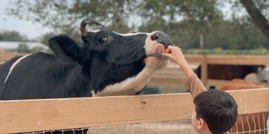 Child feeding a cow over a wooden fence.