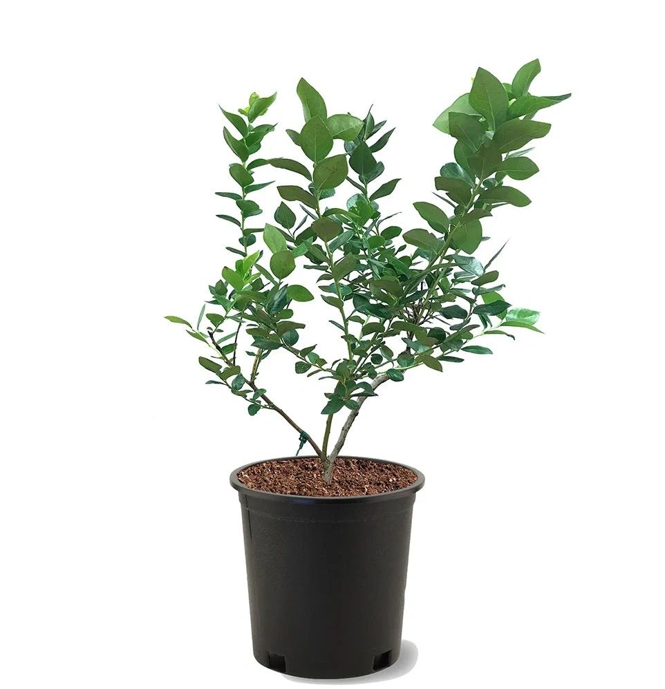 Elliot Blueberry Bush (2-Plants) 1 Gal. A Late-Season Treat for ...